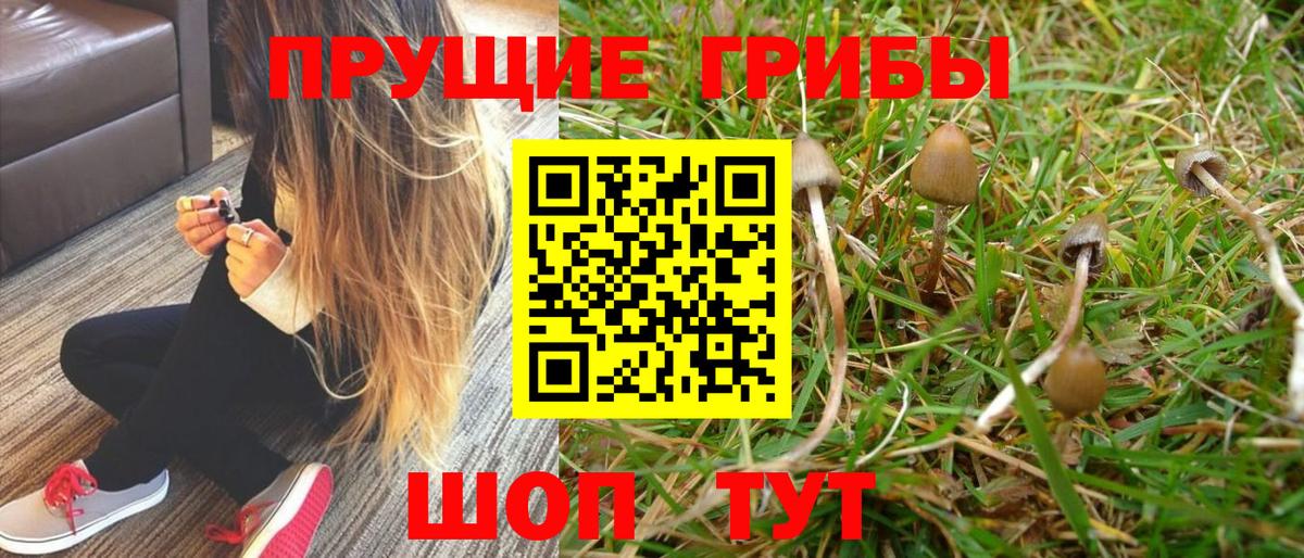Псилоцибиновые грибы Psilocybe Можайск
